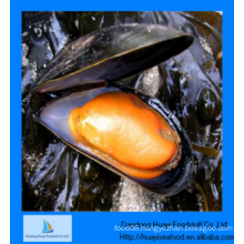 cheap frozen better quality sufficient half shell mussel